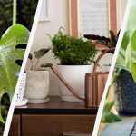 10 izbových rastlín, ktoré dobre rastú pri umelom osvetlení