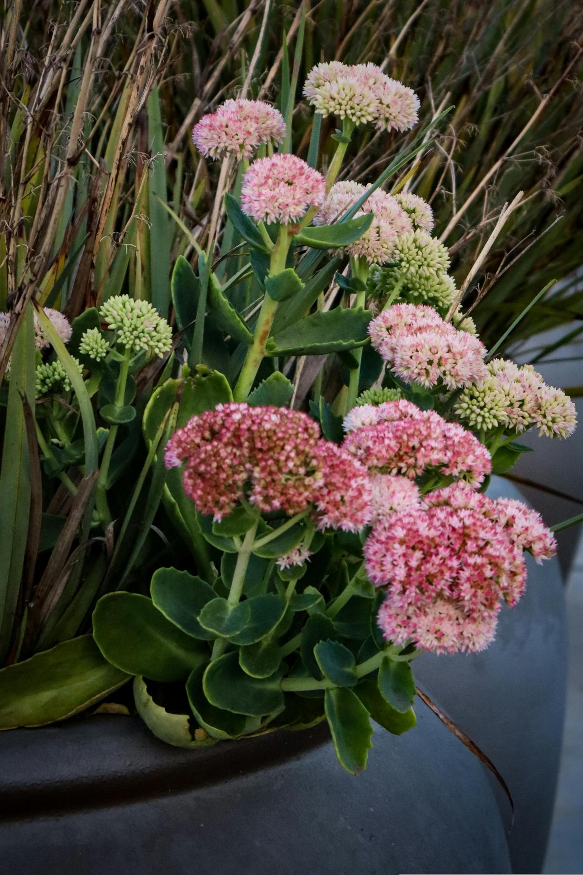 Aké kvety zasadiť na cintoríne, aby kvitli celé leto / foto pexels.com