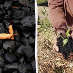4 neočakávané spôsoby využitia dreveného uhlia v záhrade 4 neočakávané spôsoby využitia dreveného uhlia v záhrade