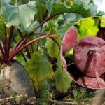 Kedy zbierať červenú repu v roku 2025: sú pomenované dva