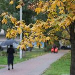 Záhradníci vymenovali 6 stromov, ktoré by ste nikdy nemali vysádzať