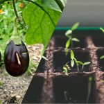 Zber úrody pred susedmi: Ako a kedy zasiať baklažány na