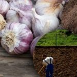 Zimný cesnak nemá rád: záhradník objavil tajomstvo dokonalého záhonu na